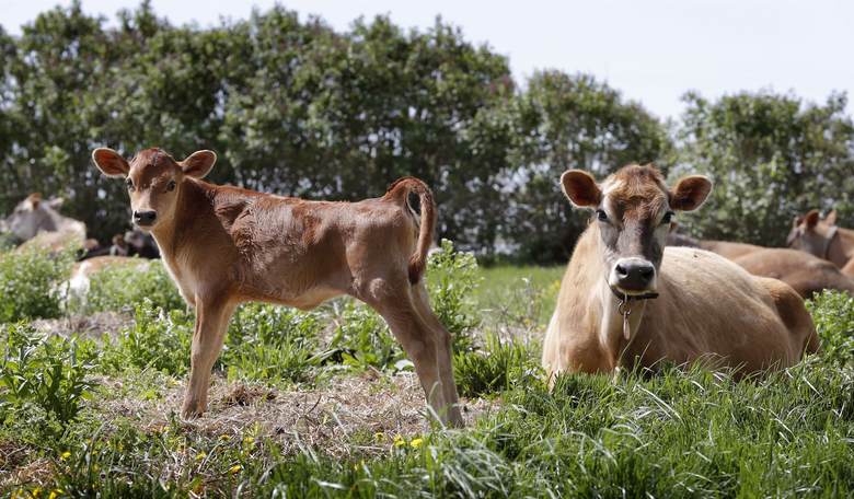 Ireland wants to sacrifice 200,000 cows to the Climate God