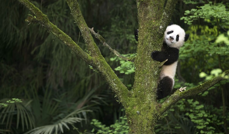 Panda diplomacy no more: China calls back its pandas from U.S. zoos