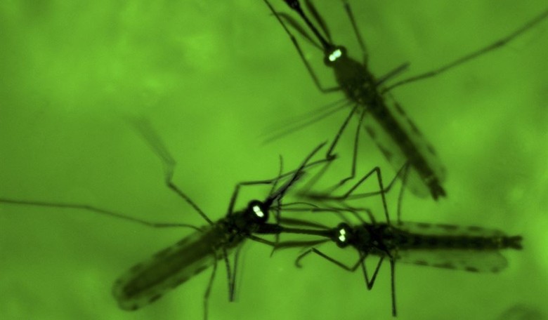 Behold the Next Plague: West Nile Virus Is Ready to Rock 2020