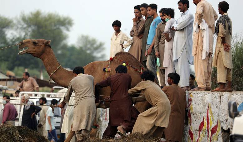 Drink It If Ya Got It: Iranian 'Prophetic Medicine Healer' Prescribes Camel Urine to Treat the Wuhan Flu