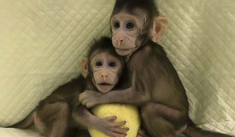 Fauci's NIH pays big bucks to study transgender monkeys
