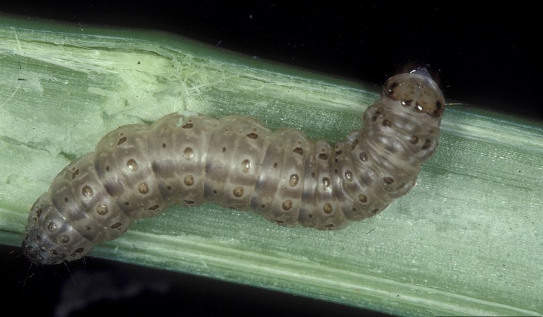Pest Control for the Problematic: World's Largest Insect Organization Cancels a Name That Bugs Them