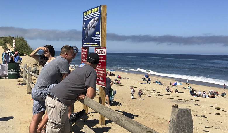 ‘Shark Attacks’ and the Rewiring of Your Reality
