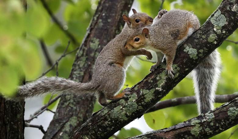 Woke Biologists Claim Now Even Wild Animals Are Suffering From the Effects of Systemic Racism