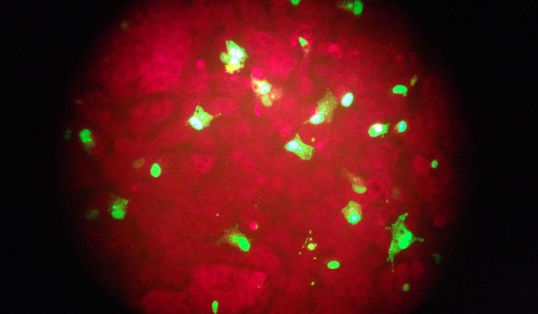 New NIH, CDC Study Finds Virus Can 'Remain Infectious in Droplets in the Air for Hours'