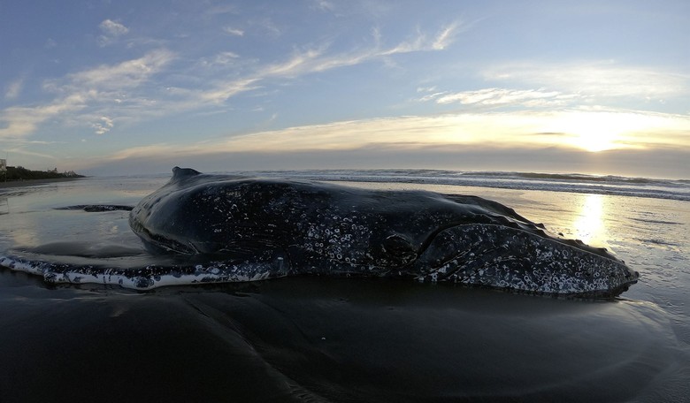 ‘Clean’ Wind Energy Company Could Harm 4,700 Marine Mammals with Sonar Survey