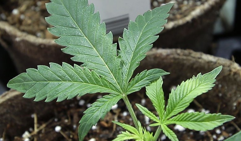 ATF takes an interest in Arkansas carry permits for medical marijuana users