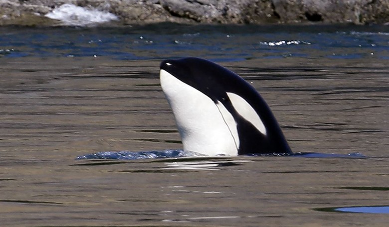 Because We Refuse to Save the Planet, Orcas Are Teaching Each Other to Sink European Boats