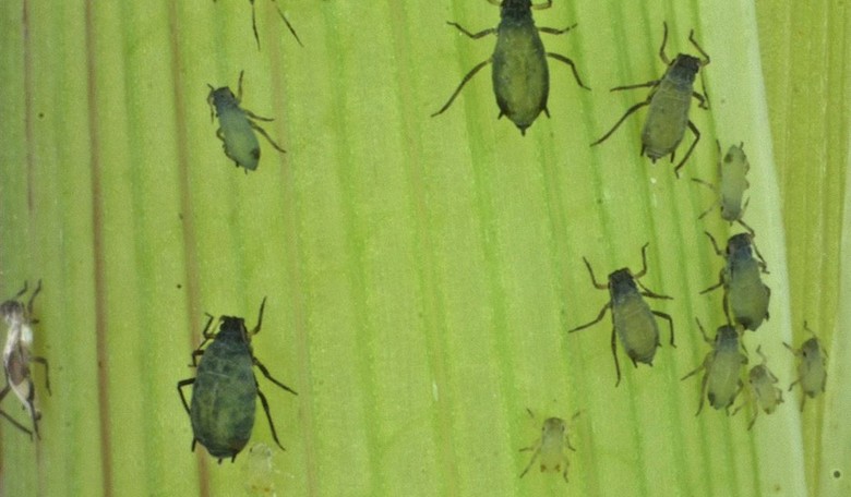 Genetically Engineered Animals and Insects Could Benefit People and the Planet