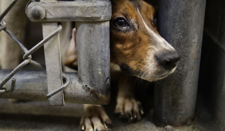 To Defend Fauci From Beagle-abuse Accusations Washington Post Resorts to the Reckless Behavior It Criticizes