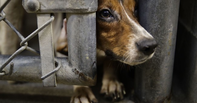 To Defend Fauci From Beagle-abuse Accusations Washington Post Resorts to the Reckless Behavior It Criticizes