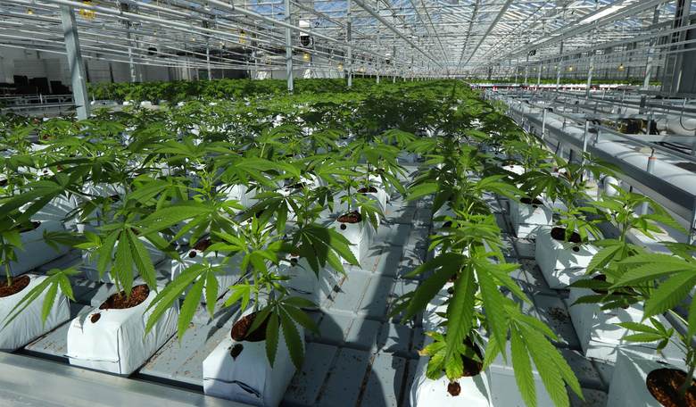 Conservatives Should Celebrate New York's Marijuana Legalization, With One Caveat