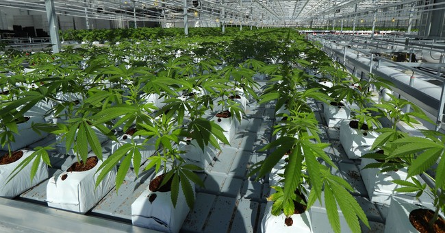 Pot Industry in California on Verge of Collapse