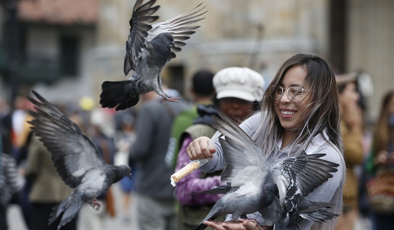 You Have a Better Chance of Teaching a Pigeon to Speak French Than Changing the Mind of a Diehard