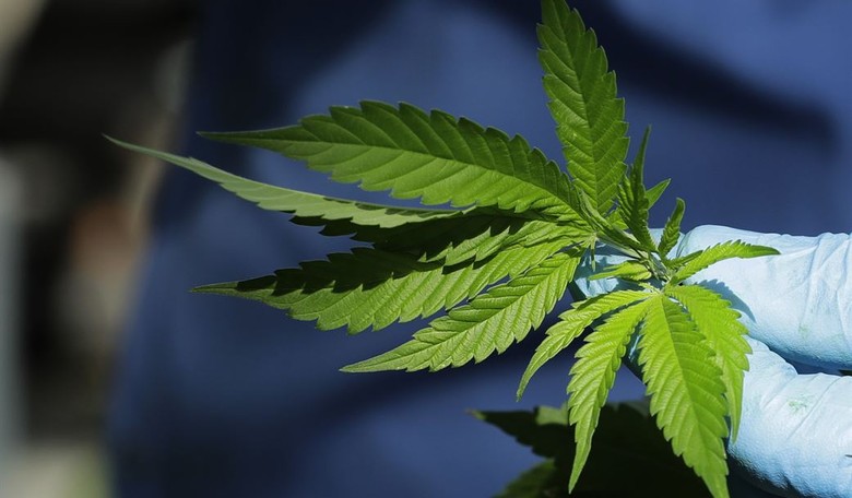 Far out, Man: Washington State Declares Term 'Marijuana' 'Racist,' Strikes It From State Law