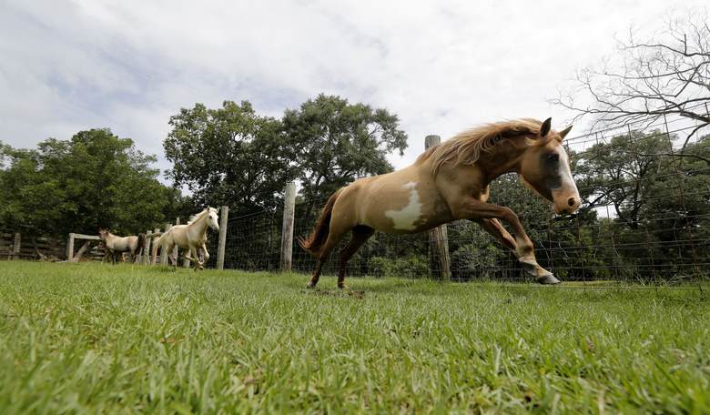 End Horse Torture for Sport Once and for All