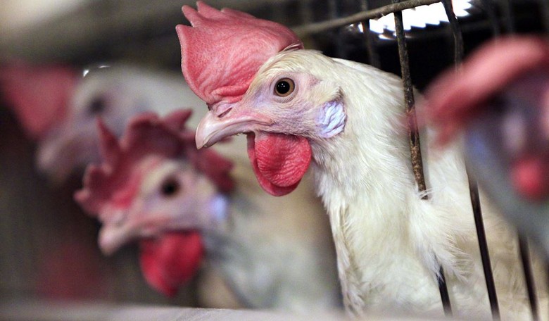 Meanwhile, New Bill Would Allow Texans to Have Chickens in Back Yard as Egg Prices Continue to Skyrocket