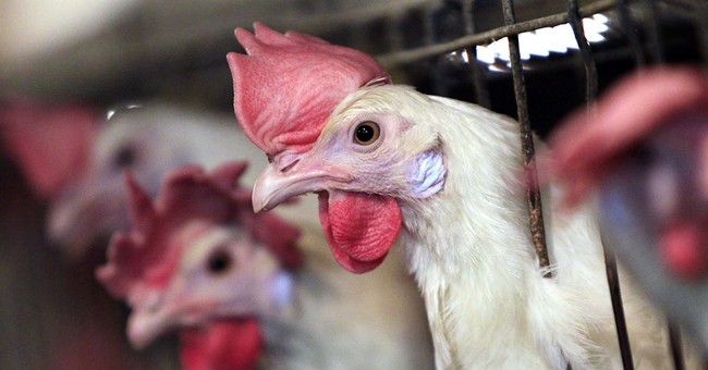 Meanwhile, New Bill Would Allow Texans to Have Chickens in Back Yard as Egg Prices Continue to Skyrocket