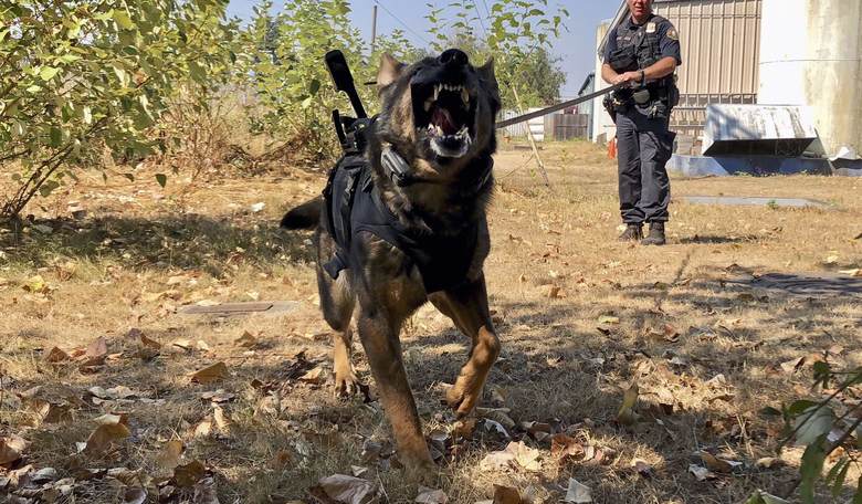 Police Dog Stabbed 3 Times, Survives; His Attacker Was Not So Lucky