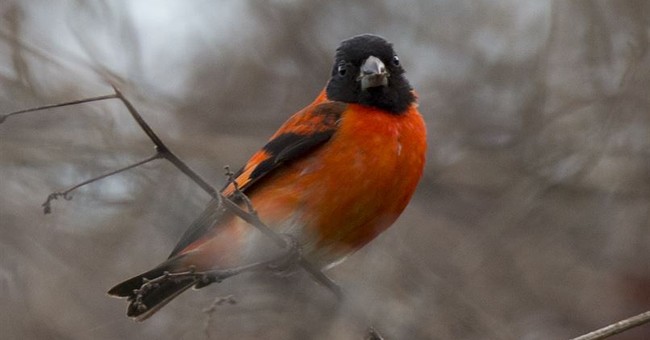 Woke Bird Fanatics Aim to Endanger an Entire Species: Birds Named After Dead Racists