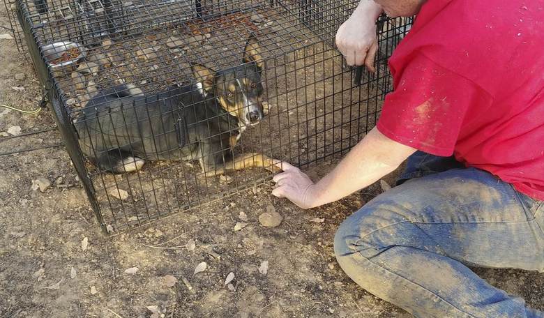 Australia Reaches Peak COVID Insanity, as One Town Gov't Shoots Shelter Dogs