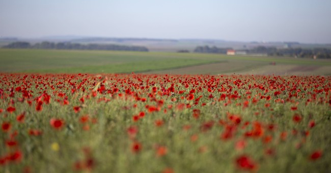 Poppies of Flanders Fields