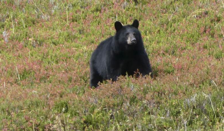The MeatEater Guide to Conservation Activism