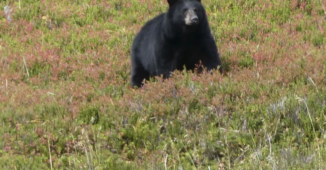 The MeatEater Guide to Conservation Activism