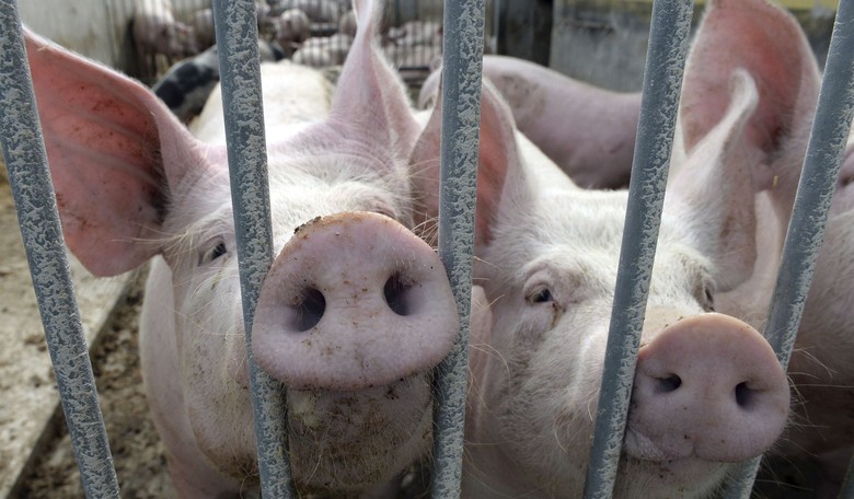 The Pigs Are Back in DC, With $9.7 Billion in Pork
