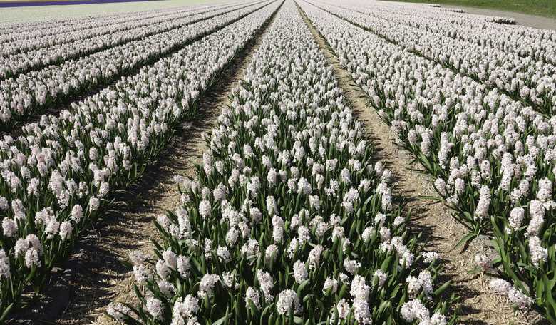 Dutch farmers on tractors gain political traction in shocking election victories