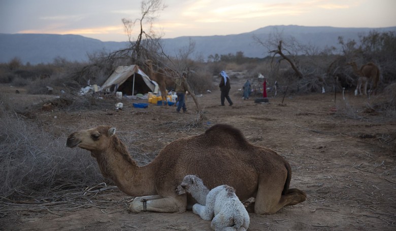 Here, Have a Fresh Glass of Camel Urine, Say Muslim 'Scientists'