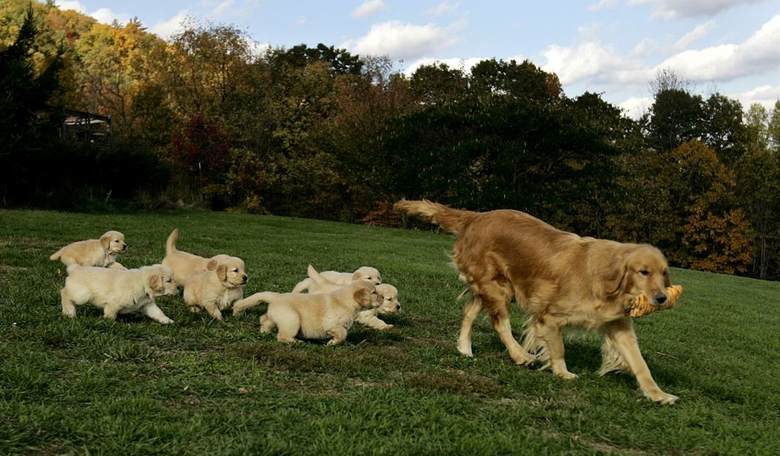 Catching up With the Wide Wide World of Puppies … Er, Sports
