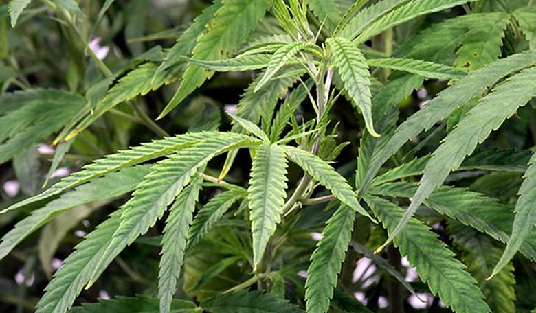 Moore to the Point - The Devil's Lettuce Is in the Details