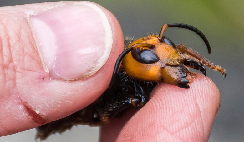 Peak 2020: First 'Murder Hornet' Is Captured In Washington, the Pictures Are Pretty Freaking Terrifying