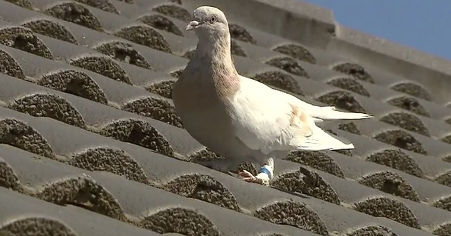 Australia Plans To Kill A Pigeon For Breaking Quarantine...But The Craziest Part Is What They Named It