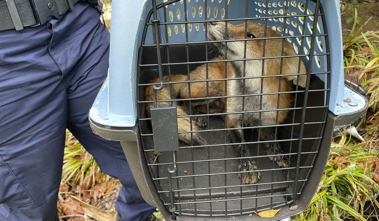 Donald Trump Jr. Reveals 'Real' Reason Behind the Euthanization of the 'Capitol Hill Fox'