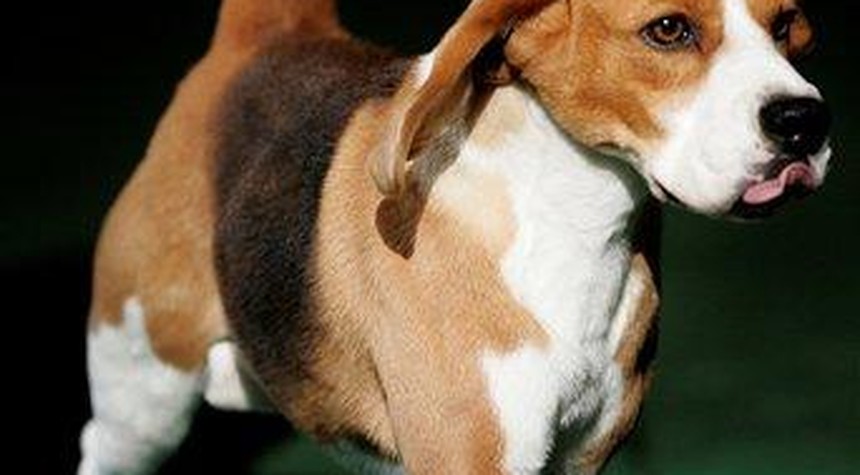 Watchdog Group Urges White House to End Fauci’s Cruel Beagle Puppy Experiments