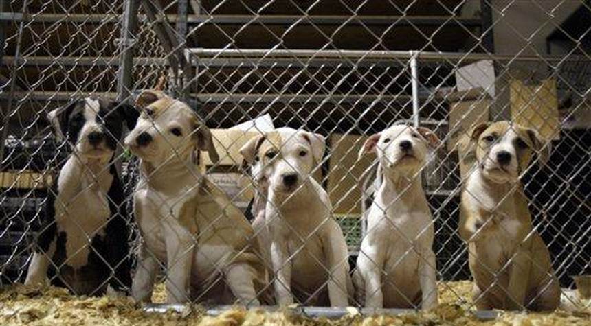 Bipartisan Group of Lawmakers Demands Answers From Fauci About 'Cruel' Experiments on Puppies