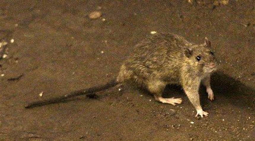 Could the Bubonic Plague Be the End Result of Progressive Urban Policies?