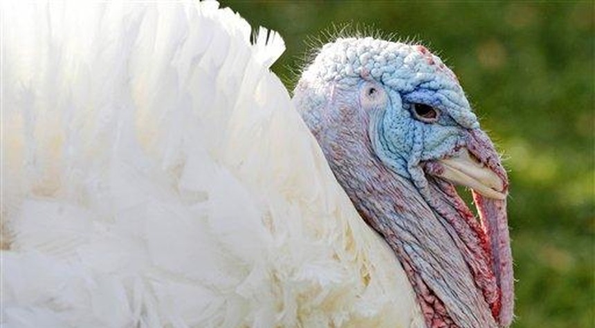 Massive Macho Turkey Terrorizes Cyclists and Strollers in DC