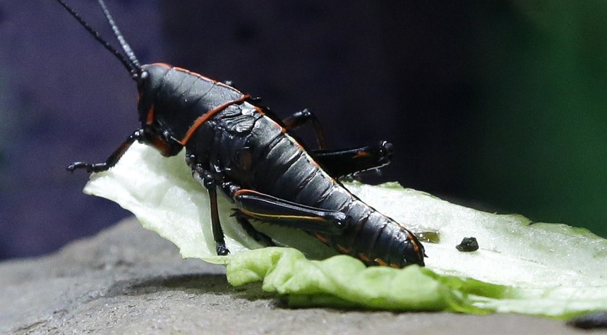 European Union Makes It Official, Now Let's Save the Planet by Eating Bugs