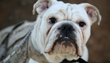 Thoughts on the death of my dog