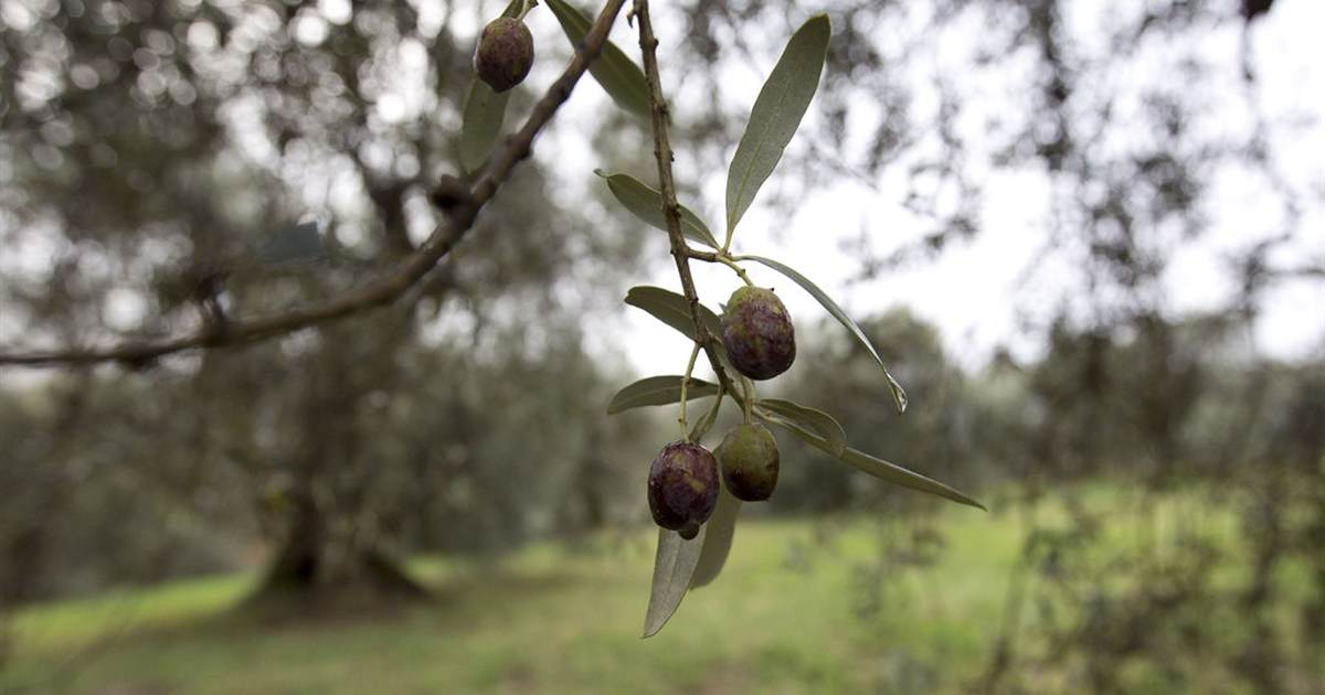 First eggs, now *gulp* olive oil? - Vimarsana News