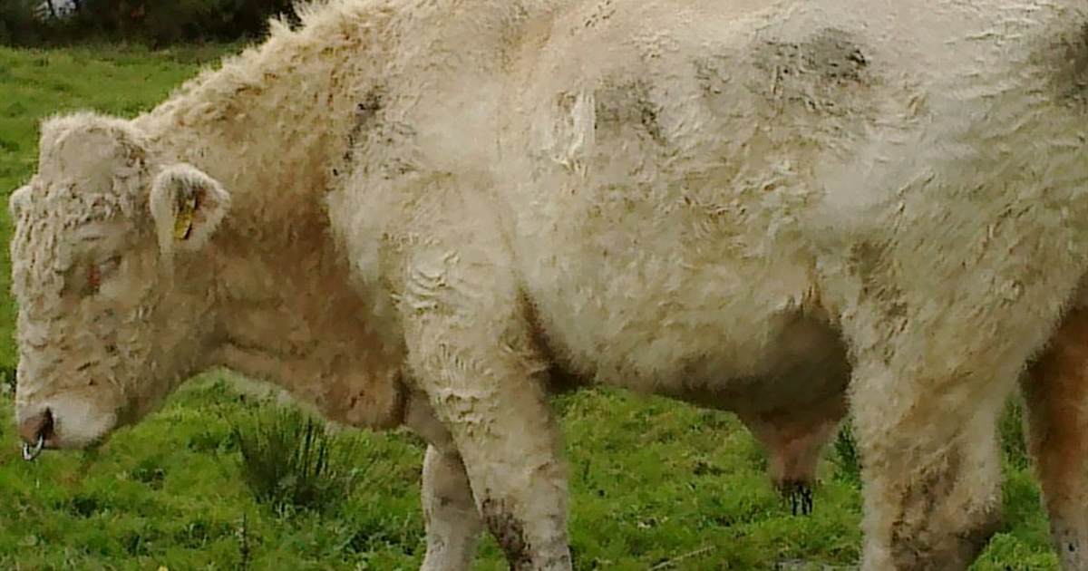 Irish Farmers Protest Government Cow Sacrifice to Climate Gods - Vimarsana News