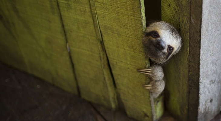 FILE - In this May 20, 2014 FILE photo, a female baby sloth peeks out from behind a door on a floating house in the 'Lago do Janauari' near Manaus, Brazil. The sloth was captured by the