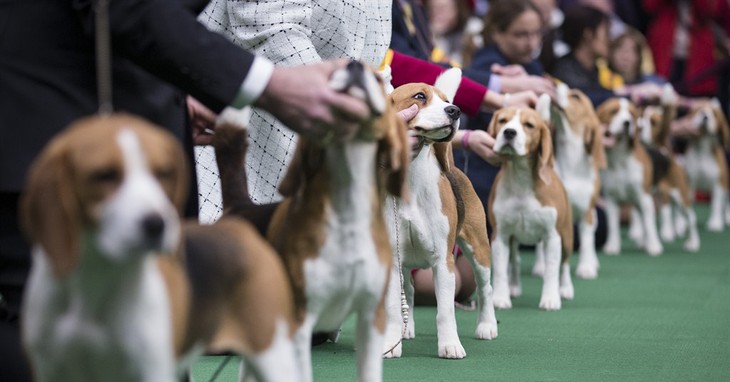 Beagles line up in the competition ring during the Westminster Kennel Club dog show, Monday, Feb. 10, 2014, in New York. (AP Photo/John Minchillo)