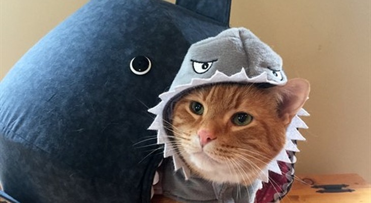 This undated image released by Cody VandeZande shows his cat Chuck wearing a shark costume while inside the Great White Shark Cat Ball Kitty Bed. The hexagonal bed goes for $99. (Cody V