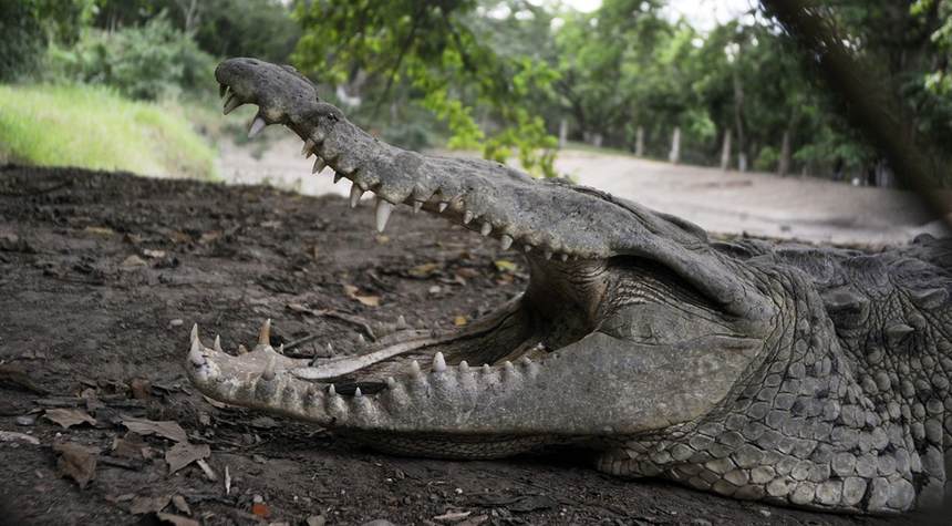 Some Republicans Who Abandon Trump Hope the Crocodile Eats Them Last