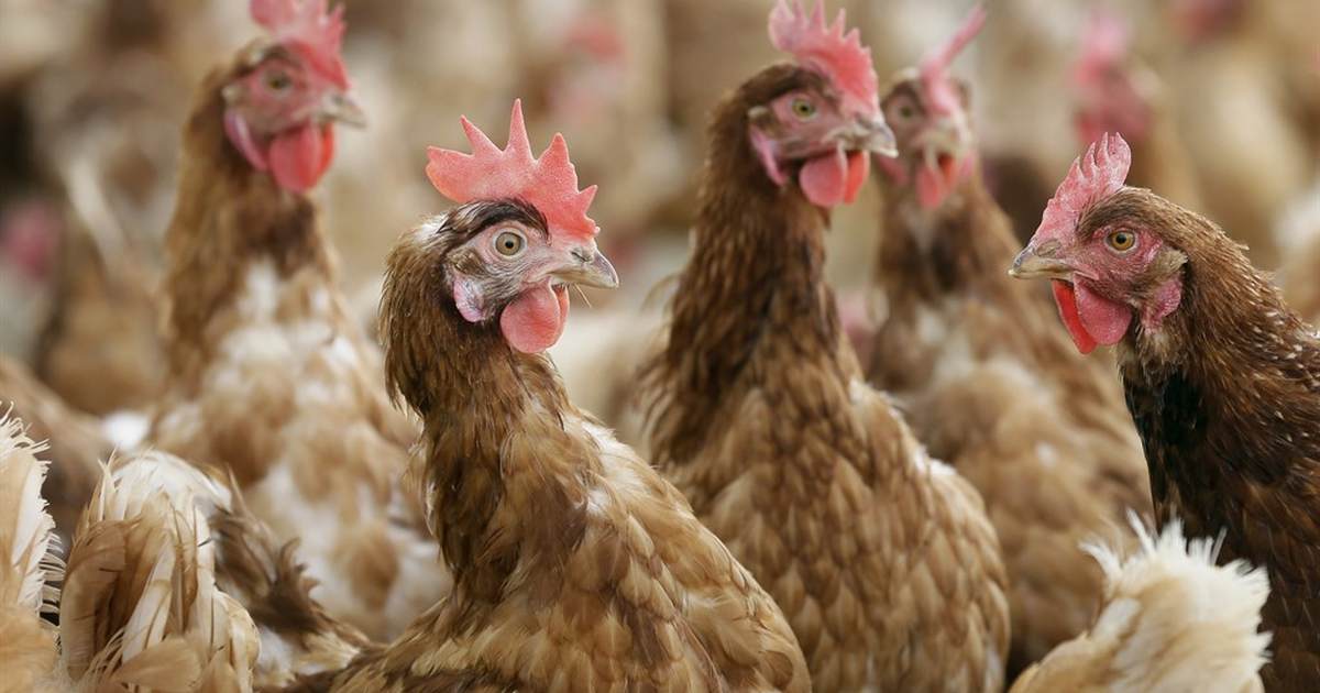 Nebraska sheriff praises woman for exercising 2A rights after "suspicious" inquiry about chickens - Vimarsana News