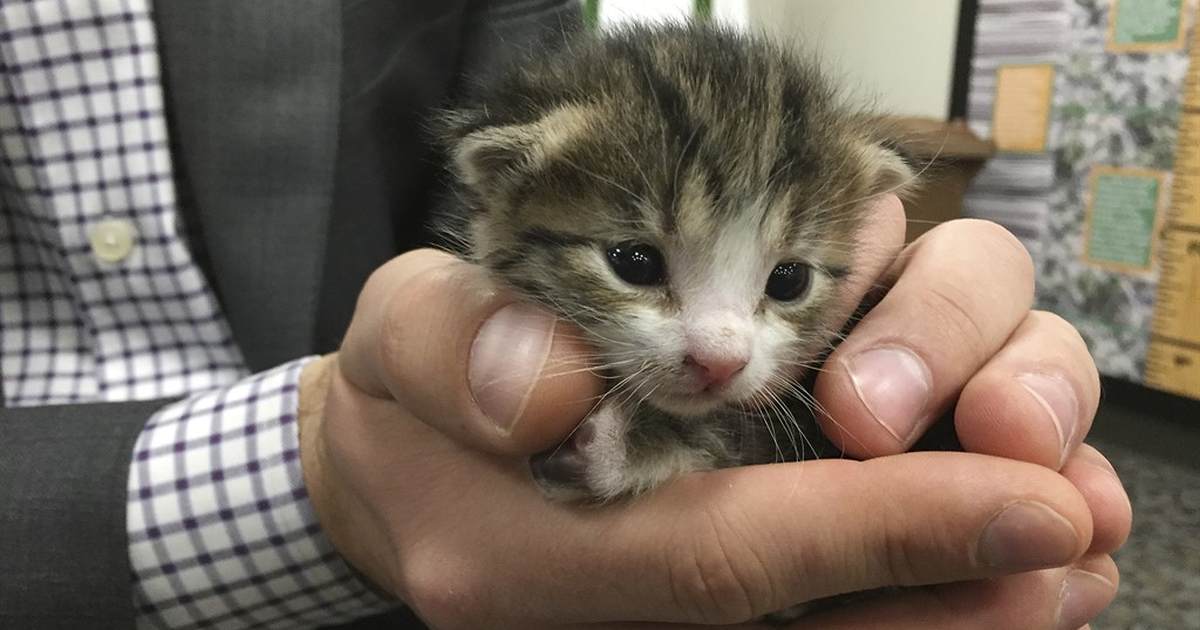 The UK government considered murdering kittens - Vimarsana News